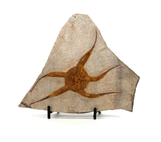 Moroccan Jurassic Starfish Fossil