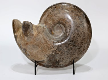 Huge Polished Ammonite Fossil