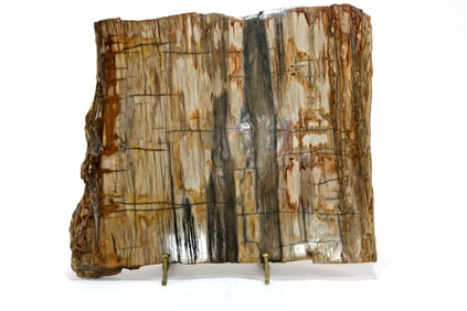 Large Petrified Wood Slice