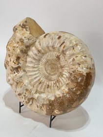 Massive Ammonite Fossil