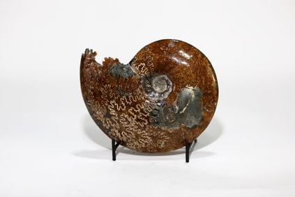 End Chambered Ammonite Fossil