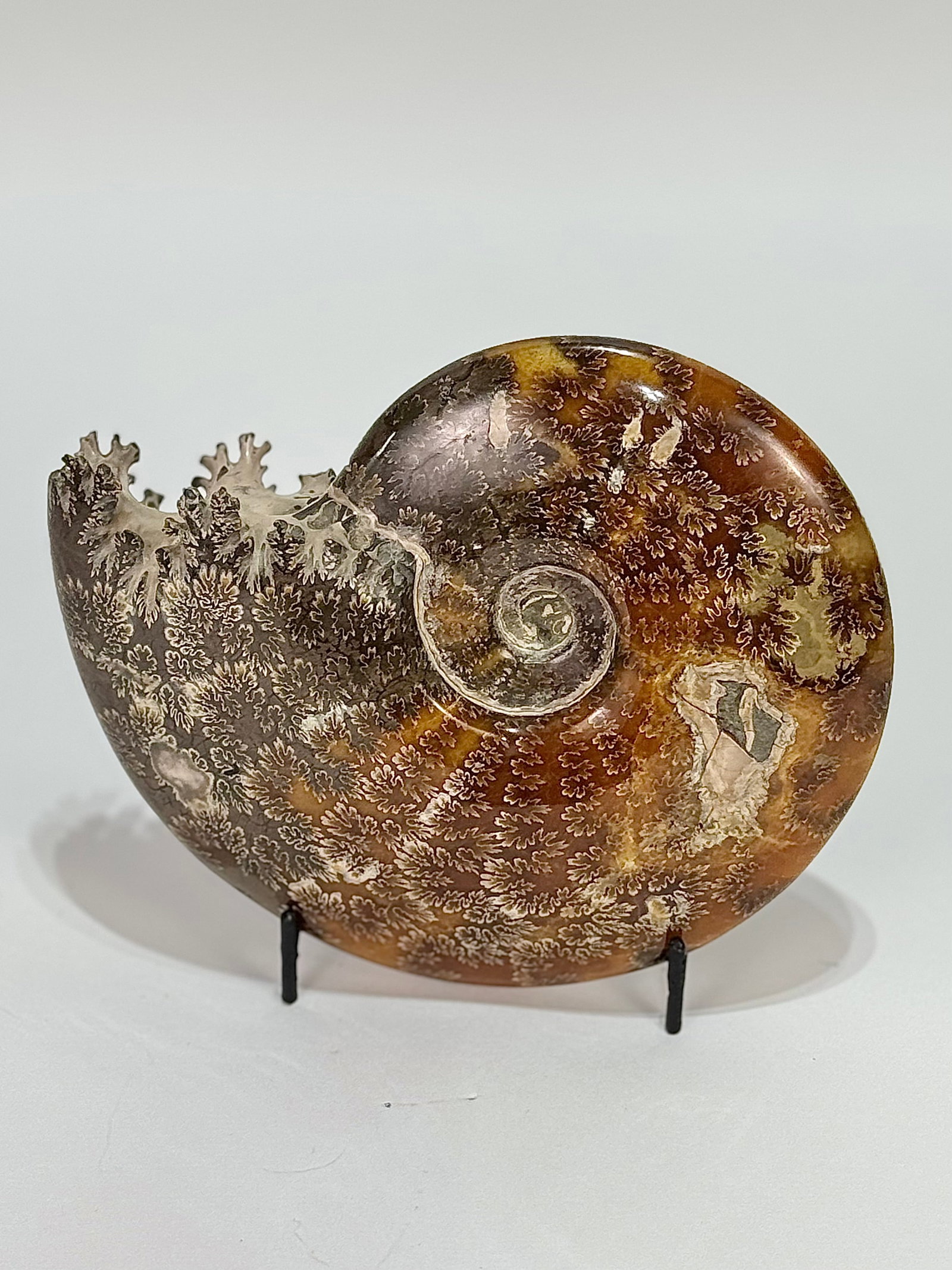 End Chambered Ammonite Fossil: Beautiful end chambered ammonite fossil from Madagascar. 5.75" x 7" x 1.75". 1,052 grams.