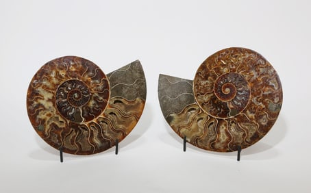 Large Split Ammonite Fossil Pair