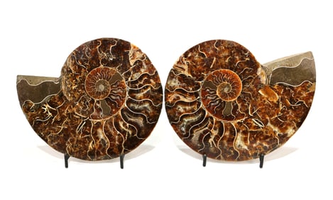 Split Ammonite Fossil Pair