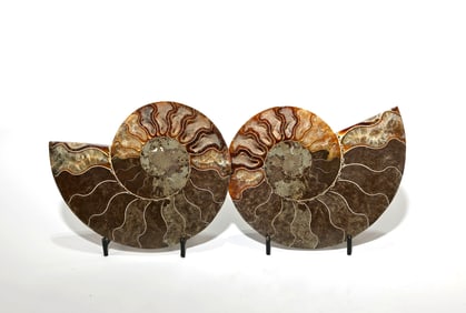 Split Ammonite Fossil Pair
