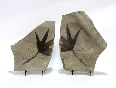 Incredible Green River Leaf Fossil Pair