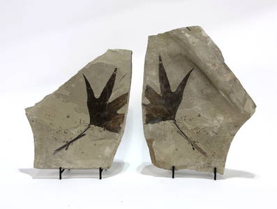Incredible Green River Leaf Fossil Pair