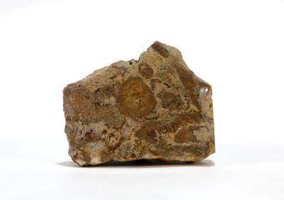 Polished Horn Coral Fossil
