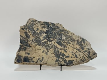 Tulsa Fern Fossil