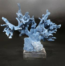 Blue Coral Formation on Acrylic Stand