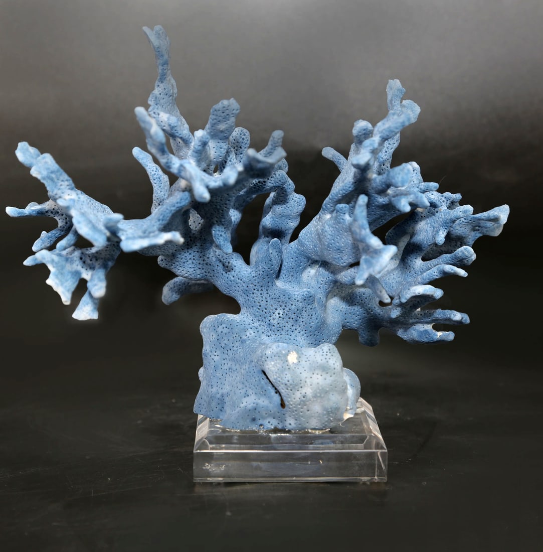 Blue Coral Formation on Acrylic Stand: Blue coral formation from the Philippines on custom acrylic stand. 6.5” x 8.5” x 5.5”. 1 pound, 1 ounce.