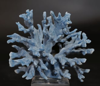 Blue Coral Formation on Acrylic Stand