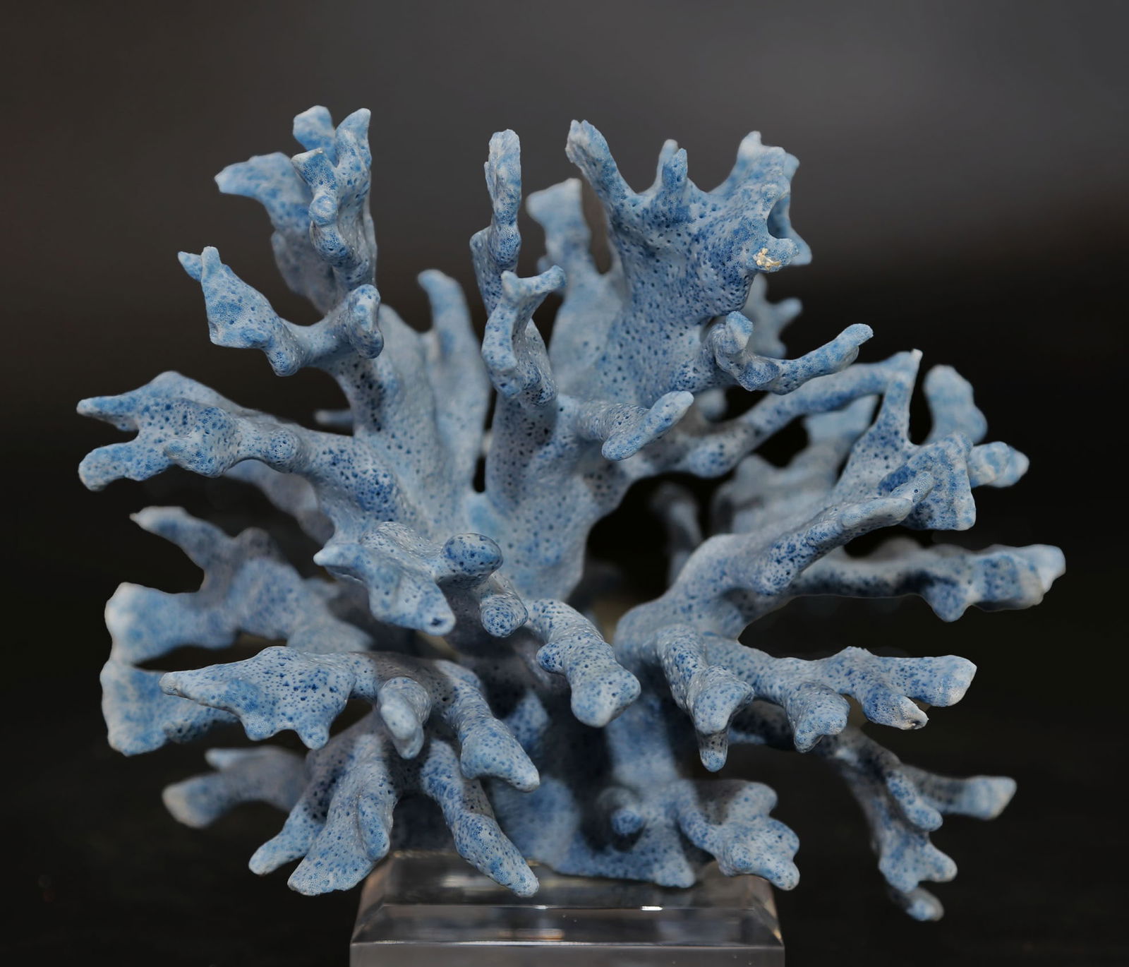 Blue Coral Formation on Acrylic Stand (1 of 2)