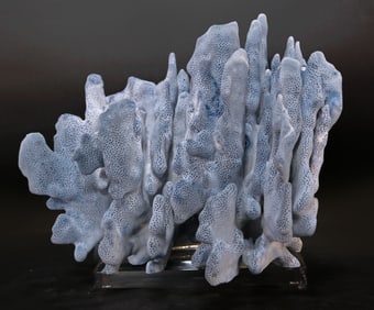 Blue Coral Formation on Acrylic Stand