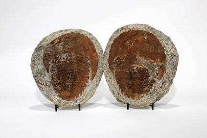 Moroccan Trilobite Set