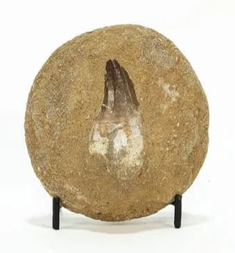 Mosasaur Tooth Fossil in Matrix: Mosasaur tooth fossil in matrix. 3.5" x 3.5" x 1.75". 254 grams.