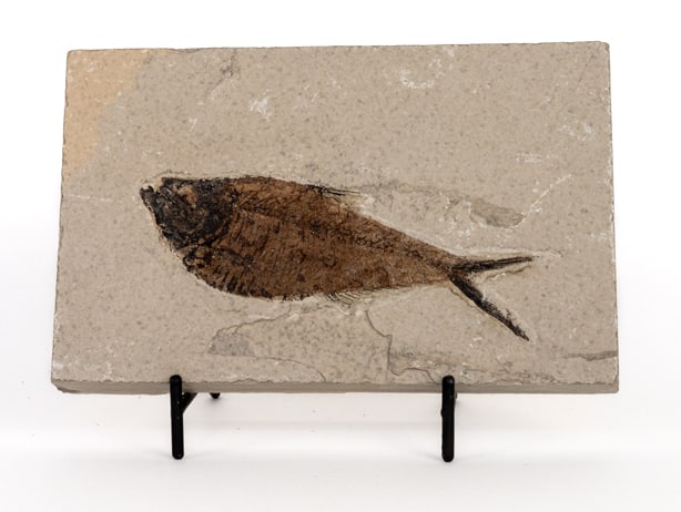 Green River Fish Fossil Plate: Fish fossil plate from the Green River in Wyoming. 4” x 6.25” x .75”. 1 pound, 10 ounces.