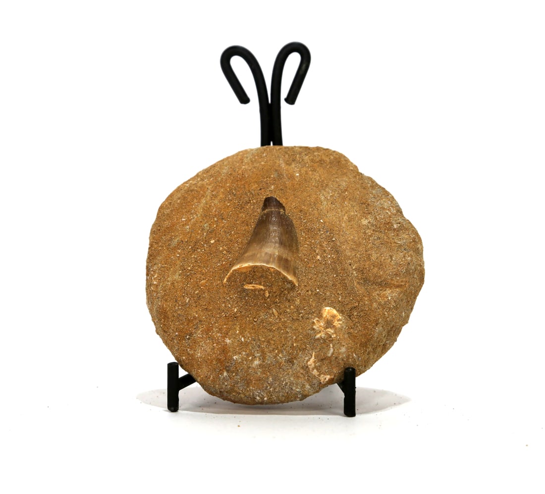 Mosasaur Tooth Fossil in Matrix: Mosasaur tooth fossil in matrix. 3.75" x 3.5" x 1.75". 284 grams.