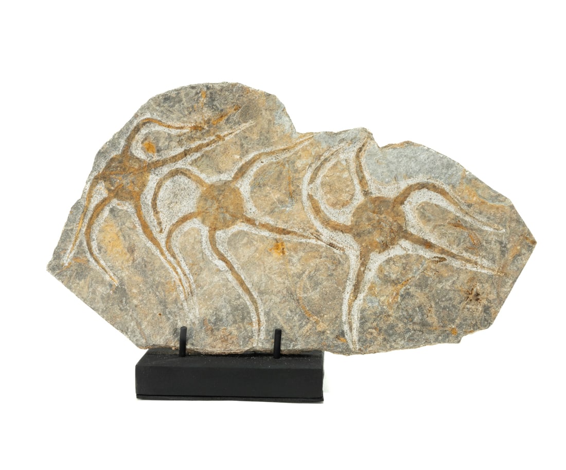 Moroccan Jurassic Multiple Starfish Fossil (1 of 2)