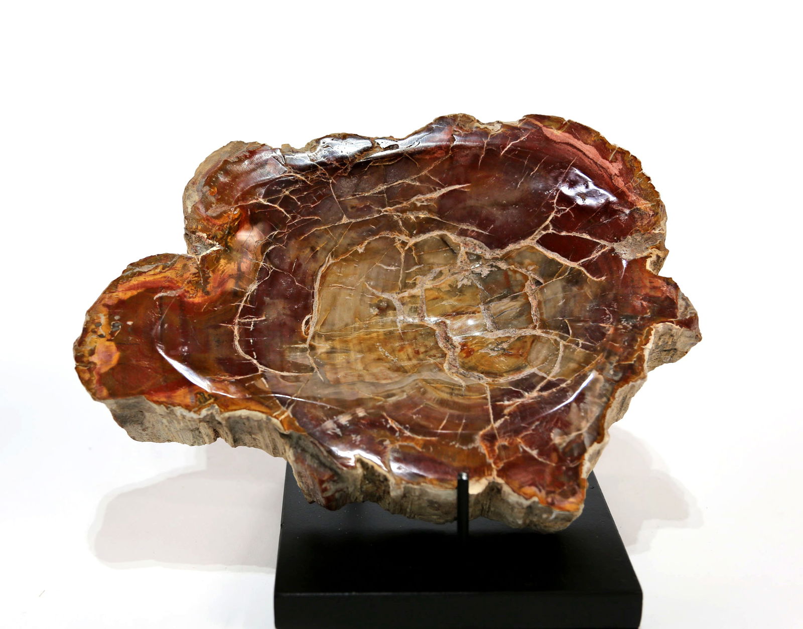 Petrified Wood Bowl: Polished, unique petrified wood bowl from Madagascar. 9.5" x 7.5" x 1.75". 7 pounds, 3 ounces.