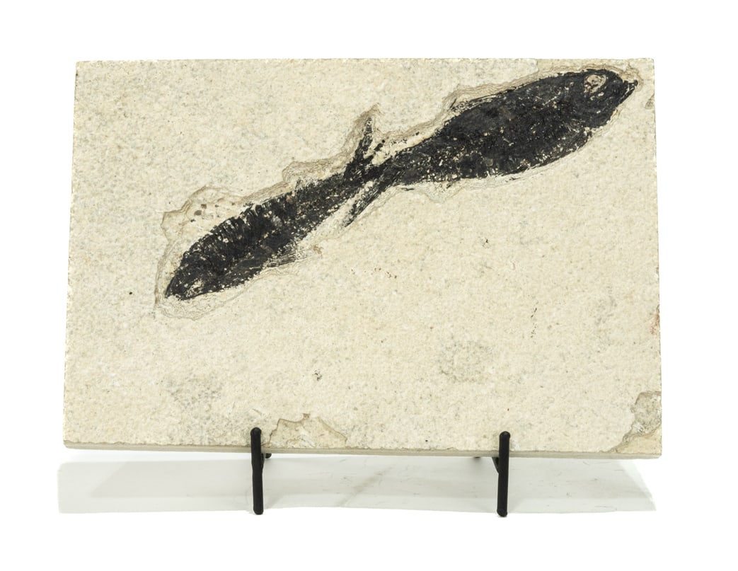 Green River Fish Fossil Plate: Fish fossil plate from the Green River in Wyoming. 5.5" x 8.5" x 0.5". 1 pounds, 13 ounces.