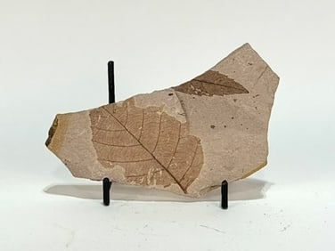 Oregon Leaf Fossil