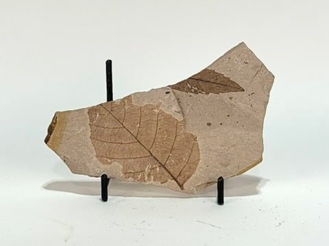 Oregon Leaf Fossil