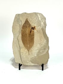 Green River Leaf Fossil