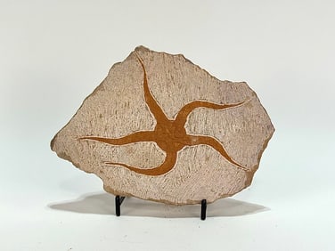 Moroccan Jurassic Starfish Fossil