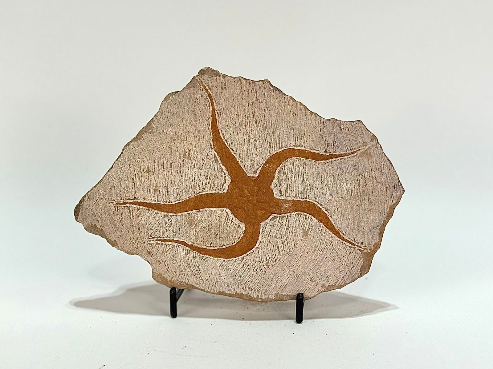 Moroccan Jurassic Starfish Fossil: Moroccan Jurassic starfish fossil. 5.25” x 4.5” x .5”. 1 pound, 5 ounces.