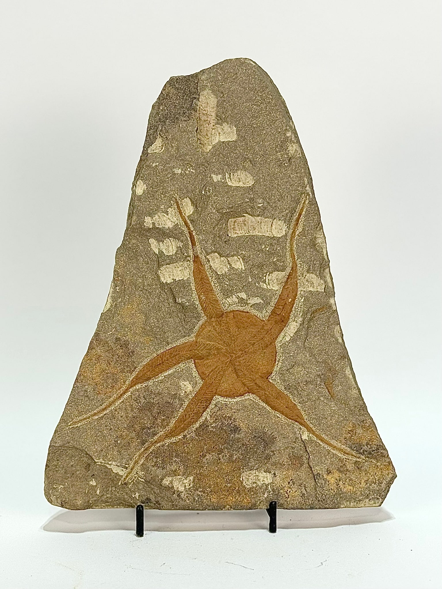 Moroccan Jurassic Starfish Fossil: Moroccan Jurassic starfish fossil. 8” x 6.5” x .5”. 2 pound, 7 ounces.