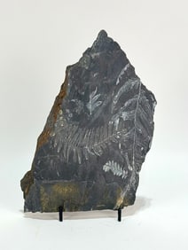 Seed Fern Leaf Fossil