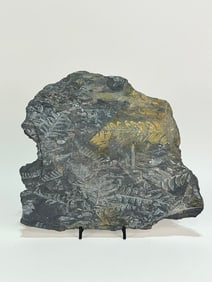 Seed Fern Leaf Fossil