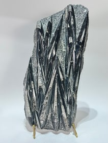 Large Orthoceras Fossil Plate
