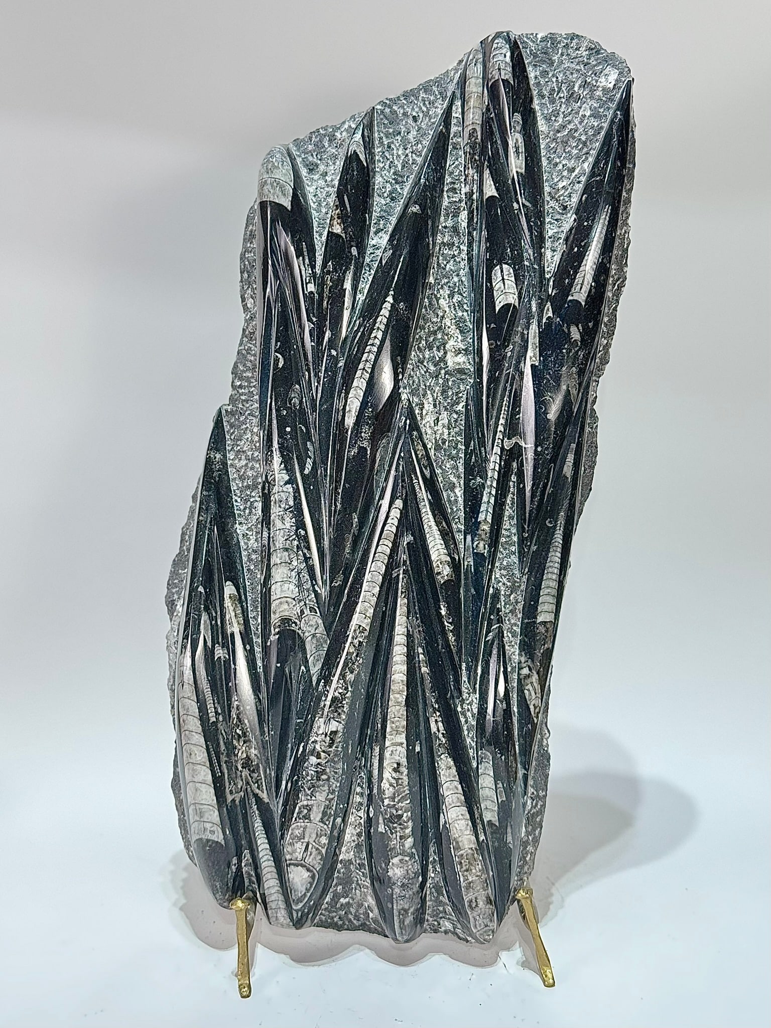 Large Orthoceras Fossil Plate (1 of 3)