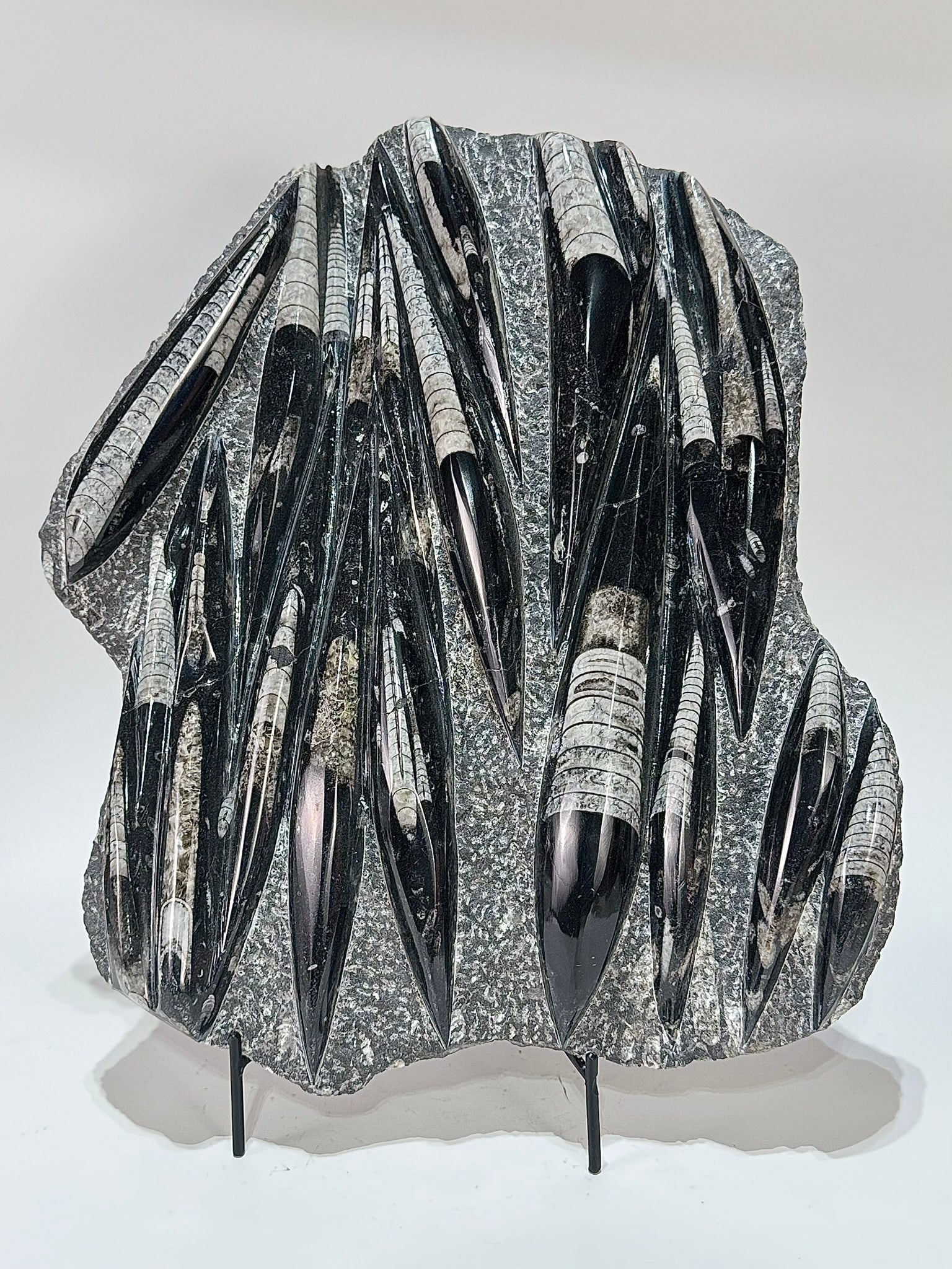 Large Orthoceras Fossil Plate: Large orthoceras fossil plate from Morocco. 15“ x 13.5” x 2”. 15 pounds.