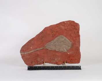 Large Scyphocrinite Crinoid Fossil