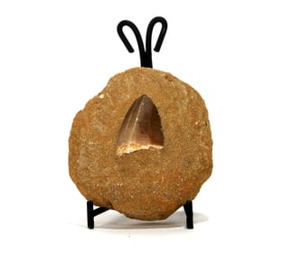 Mosasaur Tooth Fossil in Matrix