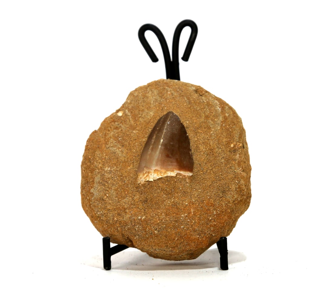 Mosasaur Tooth Fossil in Matrix: Mosasaur tooth fossil in matrix from Morocco. 3.5" x 3.5" x 1.75". 290 grams.