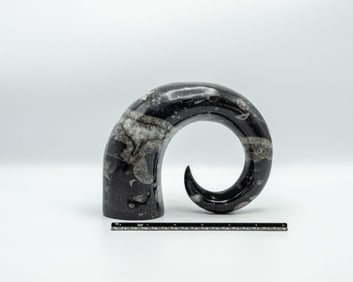 Carved Moroccan Orthoceras Fossil Horn