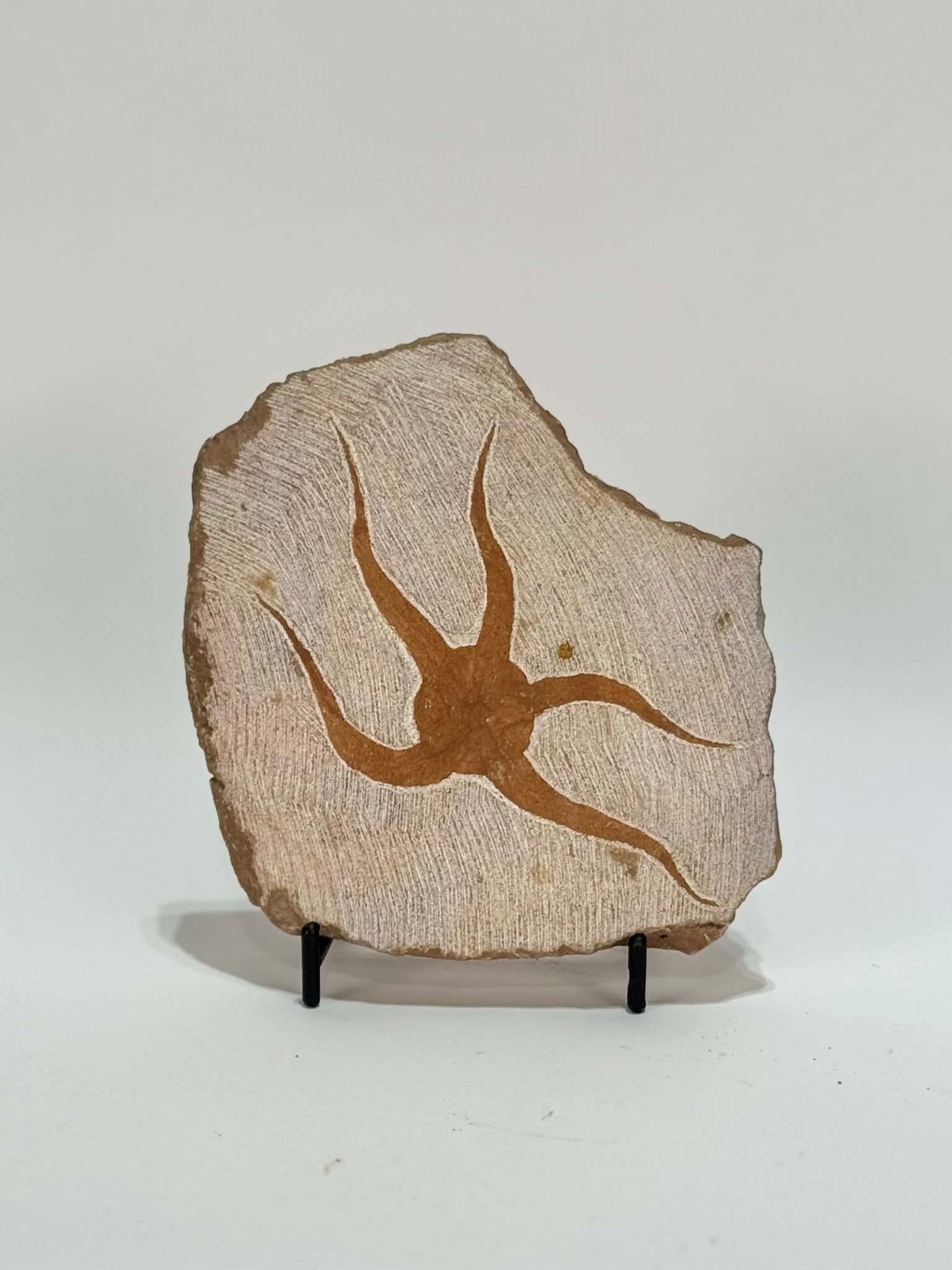 Moroccan Jurassic Starfish Fossil: Moroccan Jurassic starfish fossil. 4.75” x 4.5” x .5”. 12 ounces.