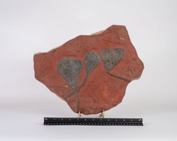 Triple Scyphocrinite Crinoid Fossil