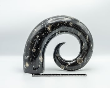 Carved Moroccan Orthoceras Fossil Horn