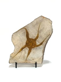 Moroccan Jurassic Starfish Fossil