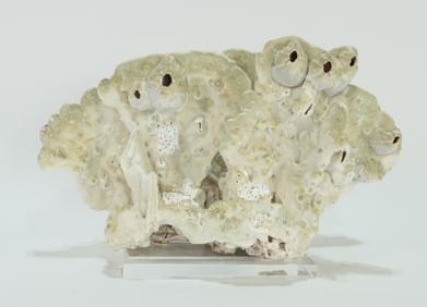 Yellow Fire Coral Formation on Acrylic Stand