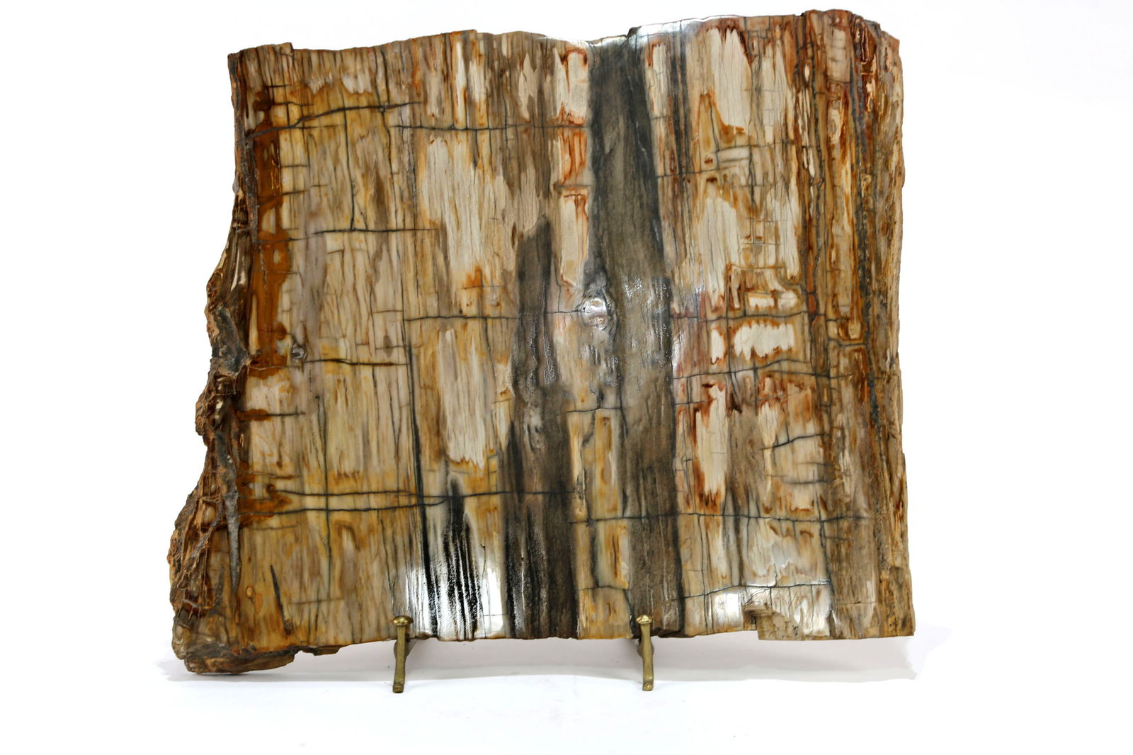 Large Petrified Wood Slice (1 of 4)