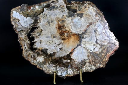 Petrified Wood Slice