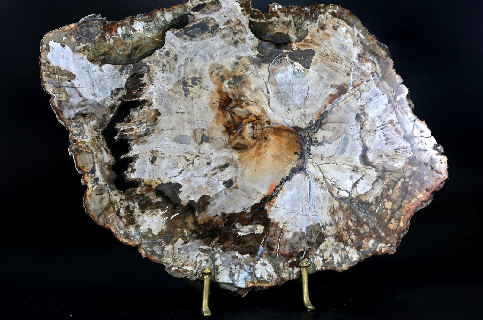Petrified Wood Slice: Polished petrified wood slice from Madagascar. Polished on both sides. 10.5" x 14.5" x .75". 6 pounds, 5 ounces.