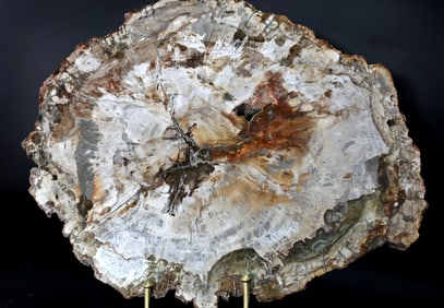 Petrified Wood Slice