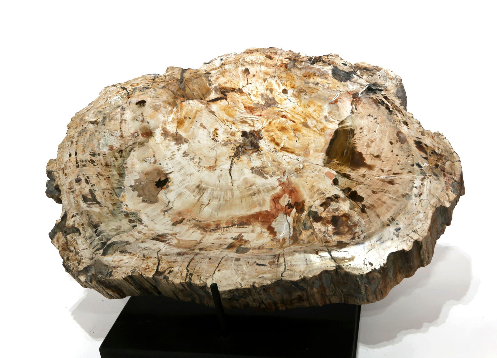 Large Petrified Wood Bowl: Large, polished petrified wood bowl from Madagascar. 15.25" x 10.75" x 2.25". 16 pounds, 2 ounces.
